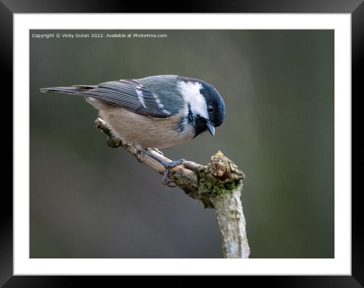 A Coal tit perched on a tree branch Framed Mounted Print by Vicky Outen