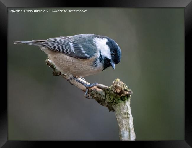 A Coal tit perched on a tree branch Framed Print by Vicky Outen
