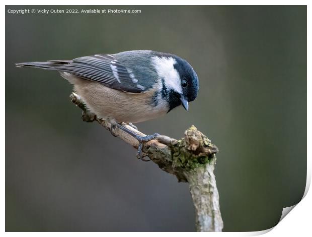 A Coal tit perched on a tree branch Print by Vicky Outen