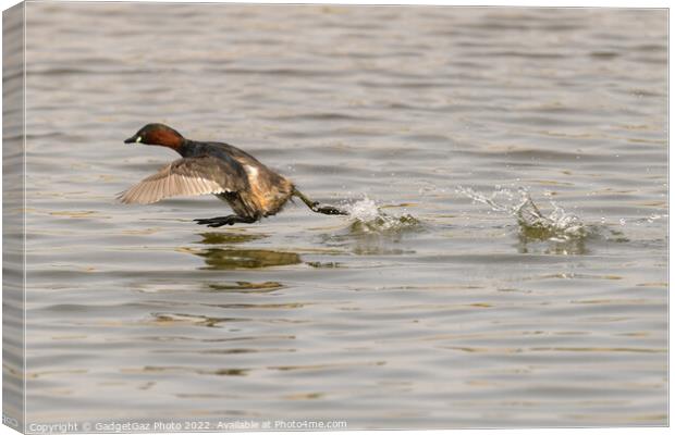 A Little grebe running across the water Canvas Print by GadgetGaz Photo