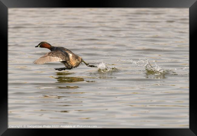 A Little grebe running across the water Framed Print by GadgetGaz Photo