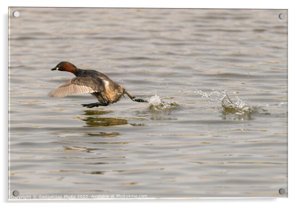 A Little grebe running across the water Acrylic by GadgetGaz Photo