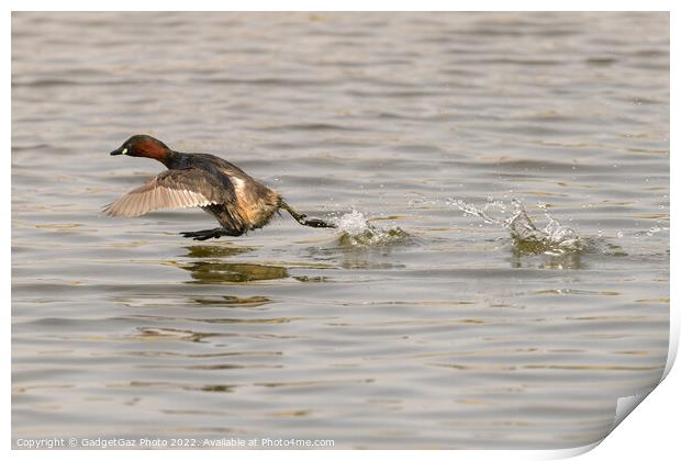 A Little grebe running across the water Print by GadgetGaz Photo