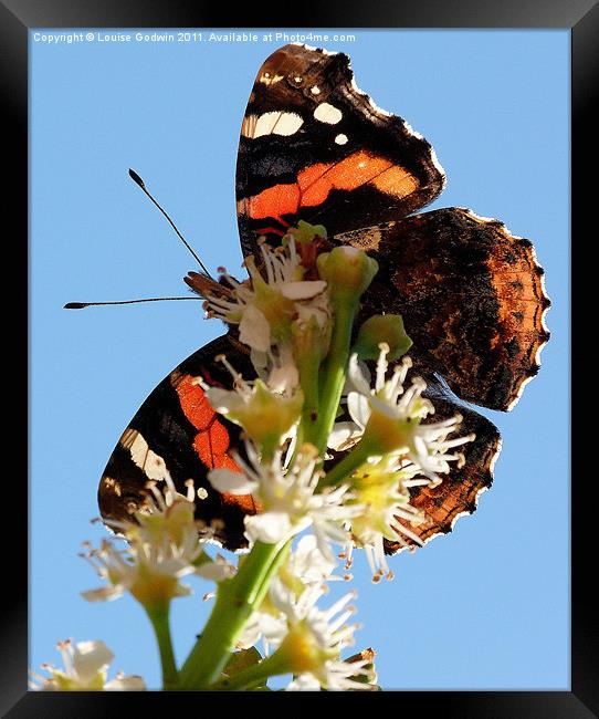 Red Admiral 1 Framed Print by Louise Godwin