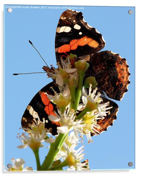 Red Admiral 1 Acrylic by Louise Godwin