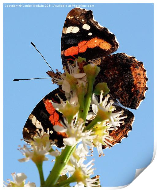 Red Admiral 1 Print by Louise Godwin
