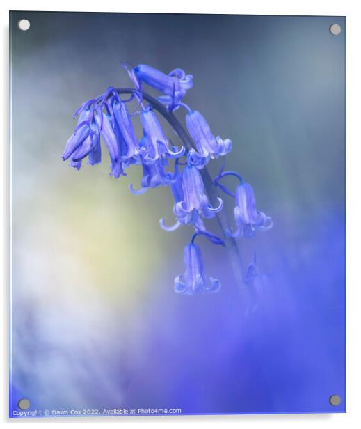 Bluebell flower  Acrylic by Dawn Cox