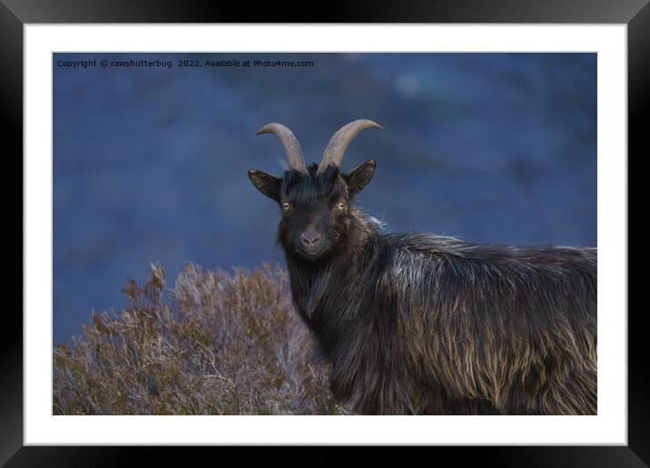 Scottish Wild Goat Framed Mounted Print by rawshutterbug 