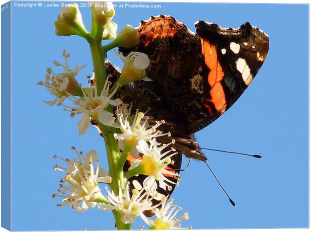 Red Admiral 2 Canvas Print by Louise Godwin