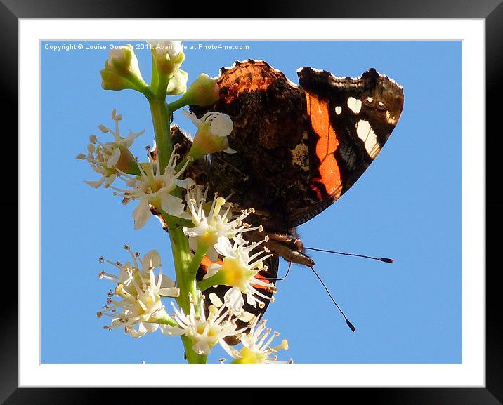 Red Admiral 2 Framed Mounted Print by Louise Godwin