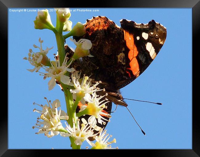 Red Admiral 2 Framed Print by Louise Godwin