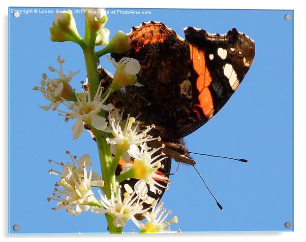 Red Admiral 2 Acrylic by Louise Godwin