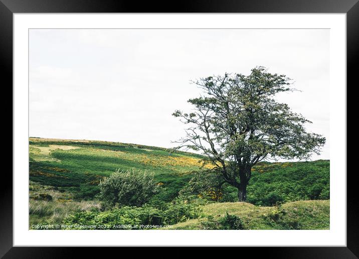Lone Tree On Dartmoor, Devon Framed Mounted Print by Peter Greenway