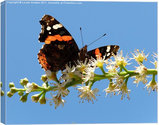 Red Admiral 3 Canvas Print by Louise Godwin