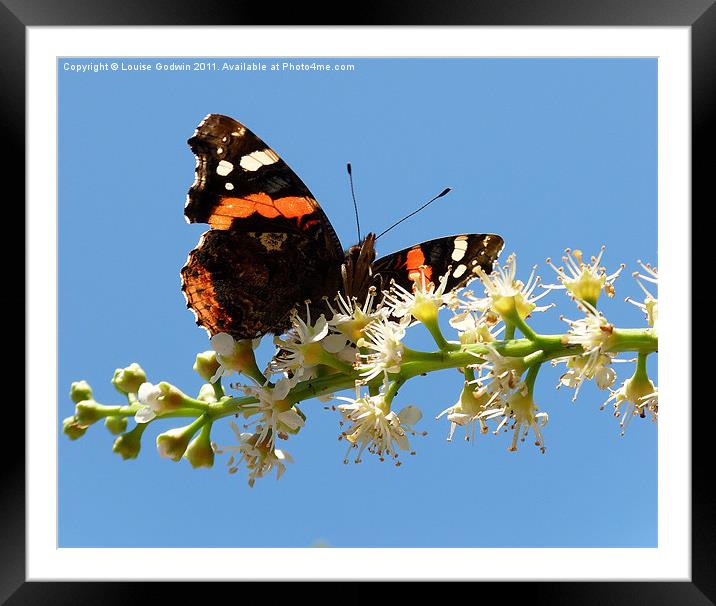 Red Admiral 3 Framed Mounted Print by Louise Godwin