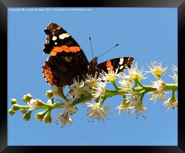 Red Admiral 3 Framed Print by Louise Godwin