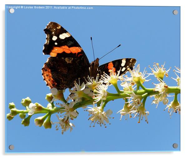 Red Admiral 3 Acrylic by Louise Godwin