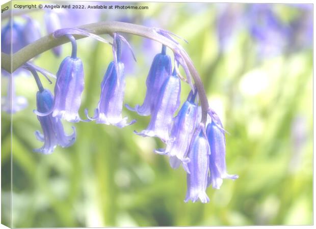 Bluebell. Canvas Print by Angela Aird