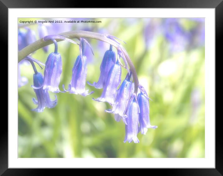 Bluebell. Framed Mounted Print by Angela Aird