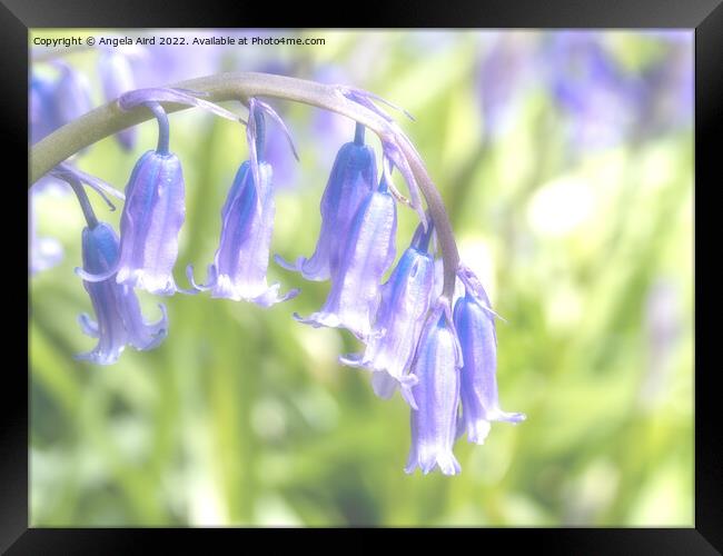 Bluebell. Framed Print by Angela Aird