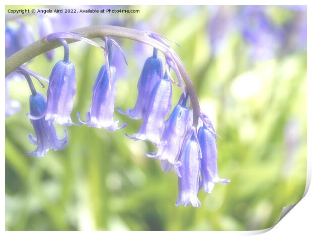 Bluebell. Print by Angela Aird