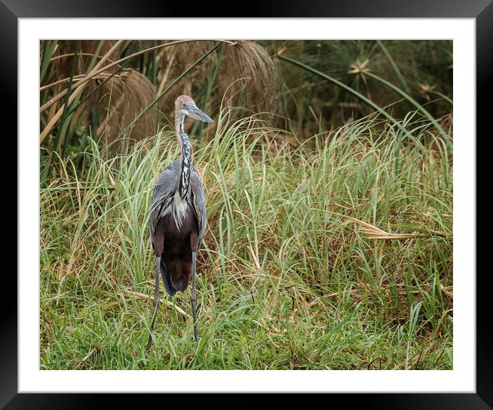 A bird standing on a dry grass field Framed Mounted Print by Belinda Greb
