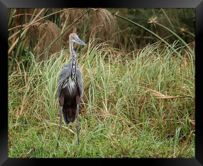 A bird standing on a dry grass field Framed Print by Belinda Greb