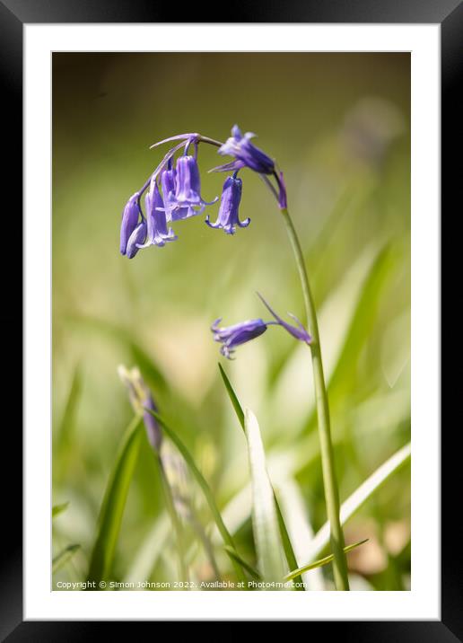 Plant flower Framed Mounted Print by Simon Johnson