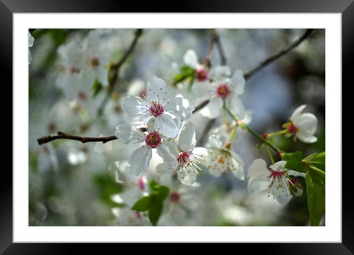 Wild Cherry Blossom  Framed Mounted Print by Alison Chambers