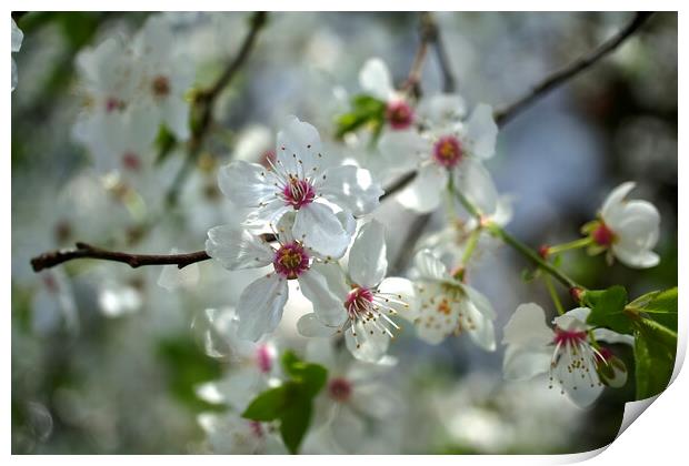 Wild Cherry Blossom  Print by Alison Chambers