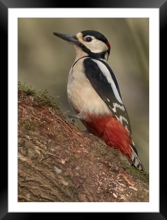 Great Spotted Woodpecker Framed Mounted Print by Jonathan Thirkell