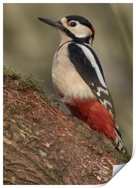 Great Spotted Woodpecker Print by Jonathan Thirkell