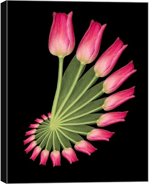 tulip abstract Canvas Print by Alan Tunnicliffe