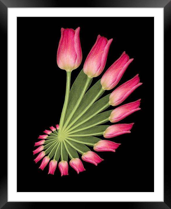 tulip abstract Framed Mounted Print by Alan Tunnicliffe
