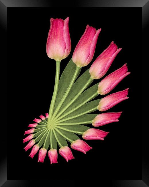 tulip abstract Framed Print by Alan Tunnicliffe