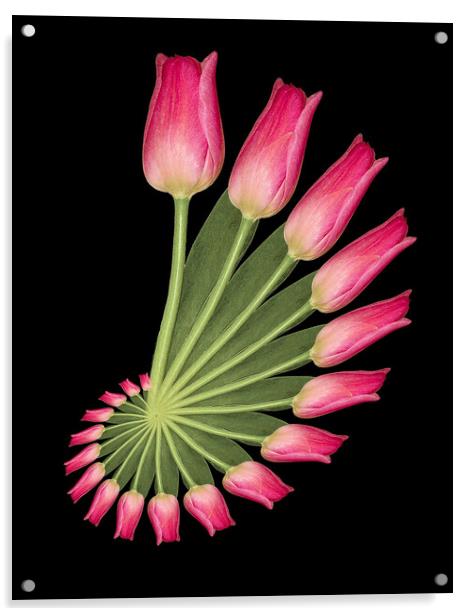 tulip abstract Acrylic by Alan Tunnicliffe