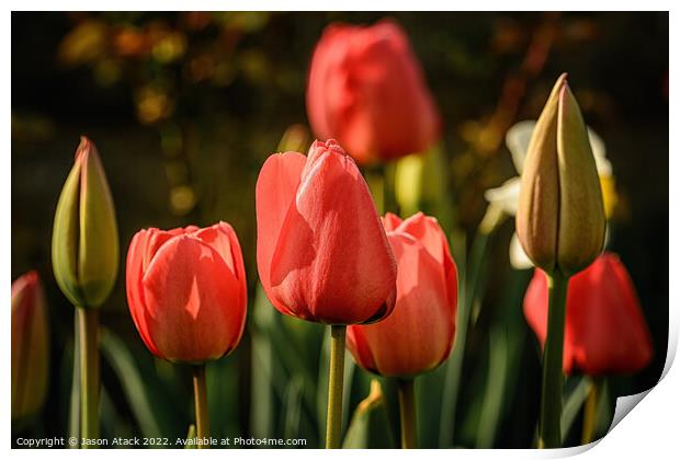 Plant flower Print by Jason Atack