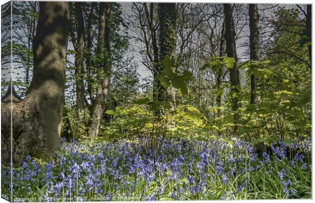 Beautiful Merseyside forest at Springtime Canvas Print by Phil Longfoot