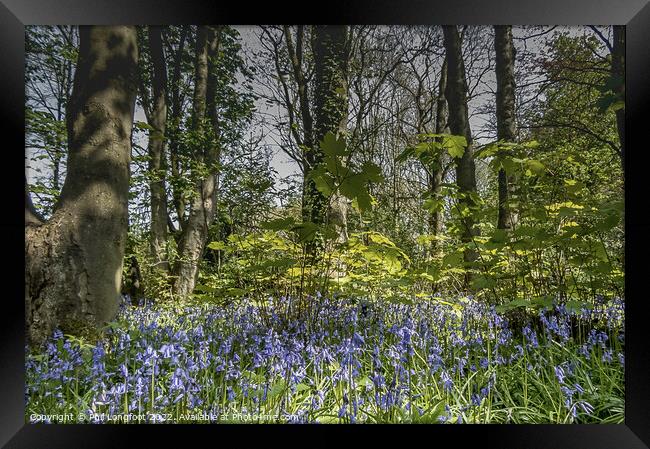 Beautiful Merseyside forest at Springtime Framed Print by Phil Longfoot