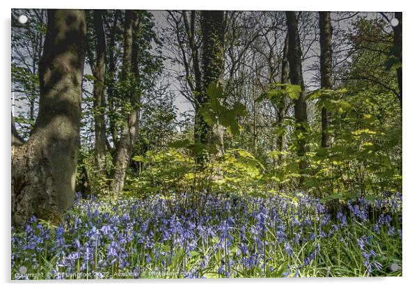 Beautiful Merseyside forest at Springtime Acrylic by Phil Longfoot