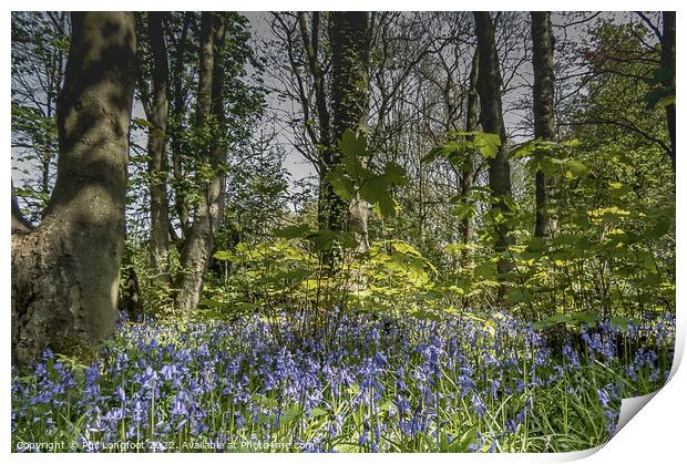 Beautiful Merseyside forest at Springtime Print by Phil Longfoot