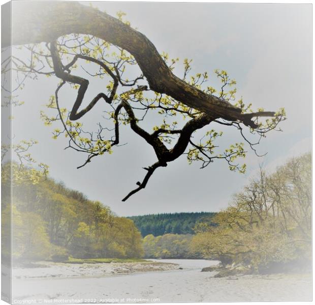 Spring On the Lerryn River. Canvas Print by Neil Mottershead