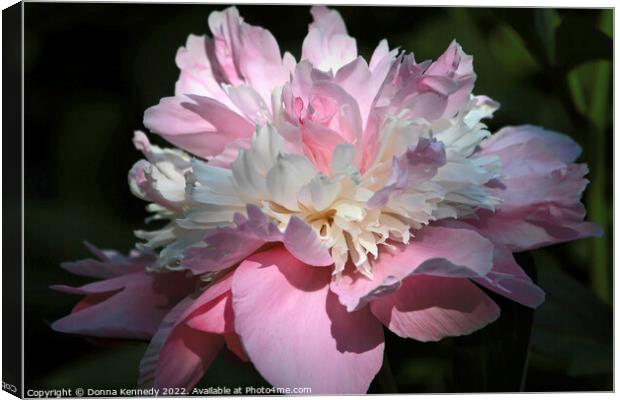 Pink Peony Canvas Print by Donna Kennedy