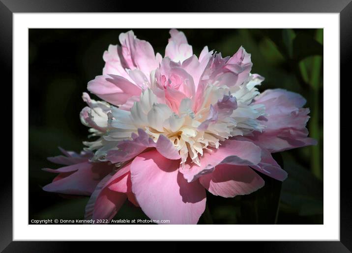Pink Peony Framed Mounted Print by Donna Kennedy