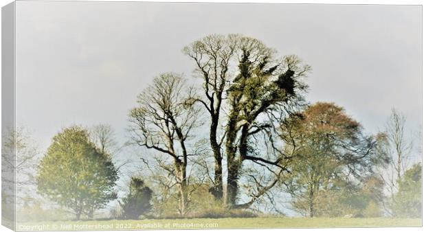 Trees On The Ethy Estate, Lerryn. Canvas Print by Neil Mottershead