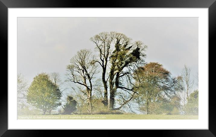Trees On The Ethy Estate, Lerryn. Framed Mounted Print by Neil Mottershead
