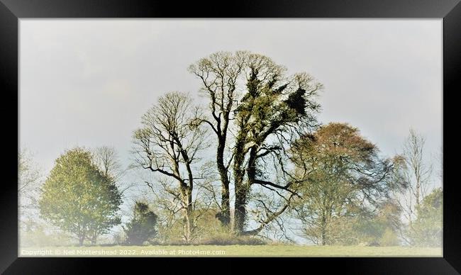Trees On The Ethy Estate, Lerryn. Framed Print by Neil Mottershead