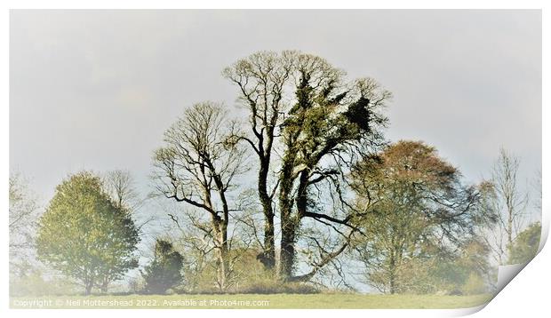 Trees On The Ethy Estate, Lerryn. Print by Neil Mottershead