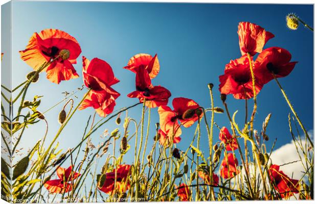 Wild poppies in summer Canvas Print by Jim Monk