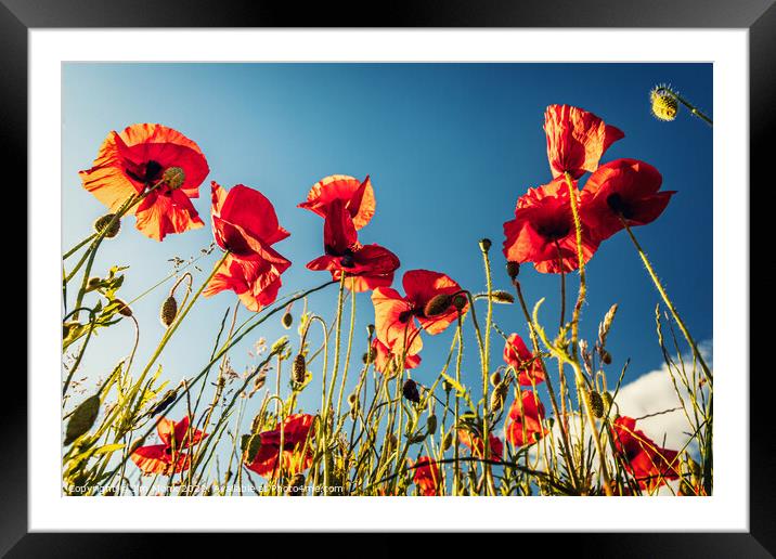Wild poppies in summer Framed Mounted Print by Jim Monk